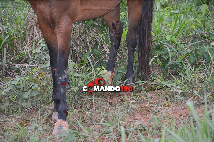 urupa190.com.br - Caiu na mão da polÃcia virou notÃcia