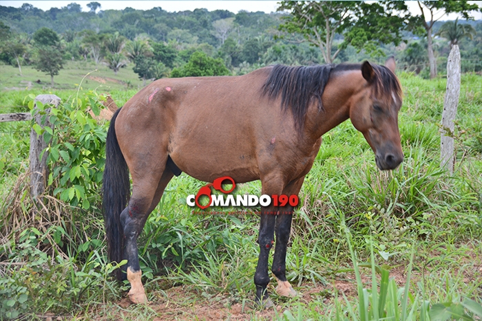 urupa190.com.br - Caiu na mão da polÃcia virou notÃcia