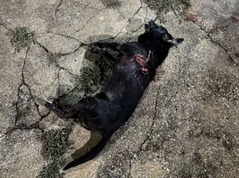 VÍDEO: em Vilhena, Pitbull foge e mata cachorro na rua